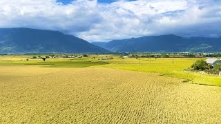 花東 池上稻浪 真柄禾多露營