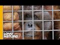 The Story of Hercules The Blind Orangutan | Love Nature