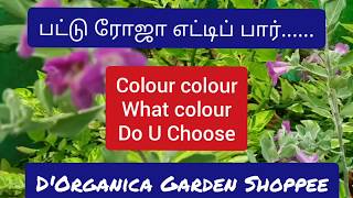 Colour colour what colour do u choose...? பட்டு ரோஜா எட்டிப் பார்