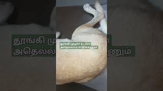 தூங்கி முடிச்ச உடனே எதனா சாதிக்கும் #dog #goldenretriever #funny