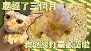 【把布日常】小貓克服黴菌三個月紀錄｜黴菌貓照顧注意事項｜Vlog #5