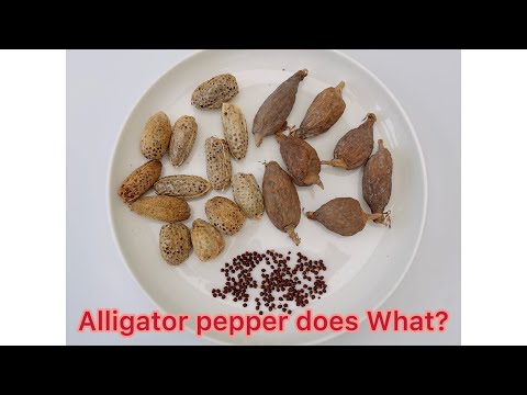 HOW I USE ALLIGATOR PEPPER - YouTube