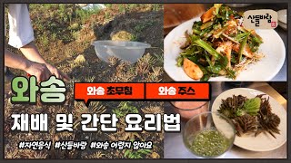 자연음식 산들바람의 와송 재배 및 간단 요리법(#와송초무침, #와송주스)