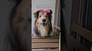 she only packs the essentials 🥎🦴 #dog #sheltie #puppy #cutedog #doglover #cuteanimals