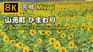 【8K】山元町 ひまわり Yamamoto Town Sunflower