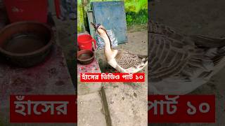 হাঁসের ভিডিও পার্ট ১০🤩#shorts #shortsfeed #duck