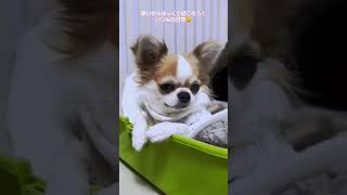 いつもの何気ない日常😀#犬 #ちわわ #チワワ #chihuahua #癒し #可愛い #dog #犬のいる生活 #犬のいる暮らし