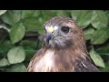 レッドテールホーク　アニちゃん　凛とした美しさです　【掛川花鳥園】red tailed hawk ani chan kakegawa garden