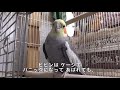 プチバッグシステム導入…両目が見えないオカメインコ