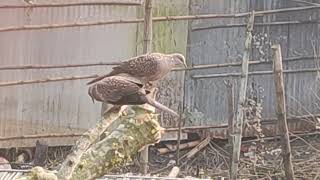 DOVE PAIR