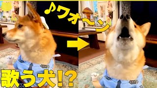 【歌う犬？】仲良しな飼い主さんと一緒に歌うのは…犬のおまわりさん  演歌にも挑戦中！