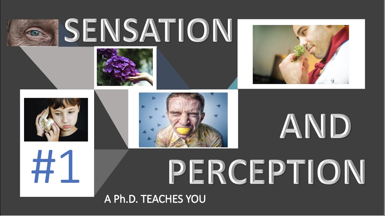 Sensation And Perception In Psychology Part 1/2: A Ph.D. Teaches You ...