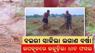 ଉଜୁଡ଼ିିଗଲା ବର୍ଷକର ଆହାର | Farmer Issue | Odisha Farmer News | Rainfall Destroys Paddy Crops in Odisha