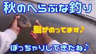 爽やかな風、ぽっちゃり秋のへらぶな釣り　脂がのってますよ♪