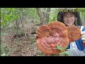 복구영상 대물급 불로초와 싹대 10개인 잔대 약초산행 자연 건강 항암버섯 mushroom