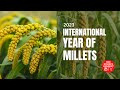 2023: International Year of Millets #millets#india#nutrition#health#sciencecommunication#education