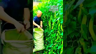 Big Banana chilli। ব্যানানা মরিচ । SeedsMate Seeds store