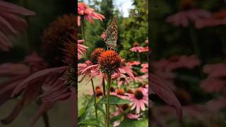 🦋 Mesmerizing Beauty of a Butterfly in Slow Motion! 🦋