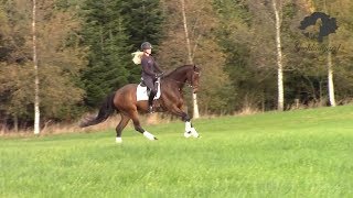 2013 gelding for sale - hacking