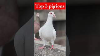 Top 3 pigions high fly #kabootar #birdspecies #shorts #ytviral #pigeon #kabootar #yt