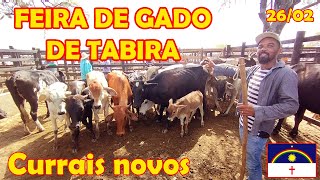 Preços de gado nos currais em Tabira-PE (26/02/25)