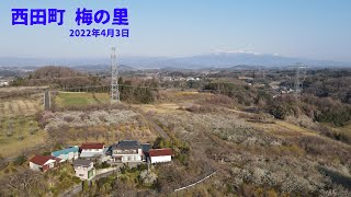 西田町 梅の里　梅の花が満開（2022 04 03）