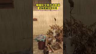 喵喵队全体出动抓鼠 老鼠被逼至树尖处