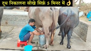 गाय भैंस का दूध निकालने का सही तरीक़ा | दूध निकालना सीखे | How to Milking Buffalo By Hand