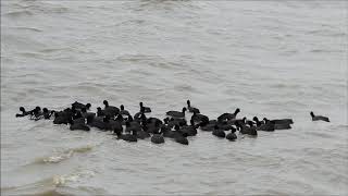 Vroege Vogels - Meerkoeten vissen samen