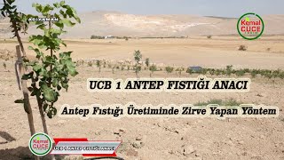 UCB 1 ANTEP FISTIĞI ANACI Antep Fıstığı Üretiminde Zirve Yapan Yöntem