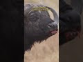 ¿sabías esto sobre el búfalo cafre buffalo short