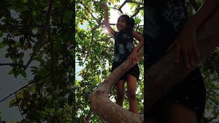 Climbing At Guava Tree  ||  జామ చెట్టు  ఎక్కడం  కూడా  ఒక సాహసం  ||   జామ కాయలు కోయటం