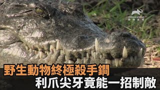 自然界生存遊戲！野生動物「終極殺手鐧」大公開　利爪尖牙竟能一招制敵－民視新聞