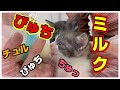 「きゃあああぁ～」離乳食をはじめてから子猫たちのミルクへ想いが強くなった気がするんです！★〈保護猫生活30日目〉