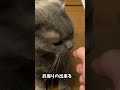 またたびドーナツを食べる 猫 ブリティッシュショートヘア shorts