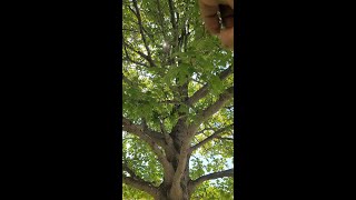 Codominant Leaders in the Field | Chorbie Trees
