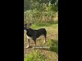 best dog walking song ever rxckstxr comedy voiceover