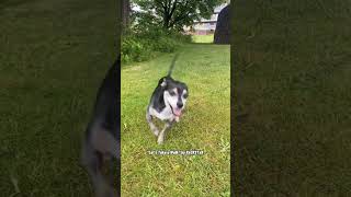 Best Dog Walking Song Ever! RxCKSTxR Comedy Voiceover!