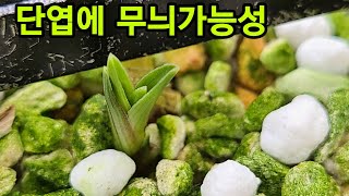 #한국자생춘란# 입변,단엽,환엽,발전한 춘란영상