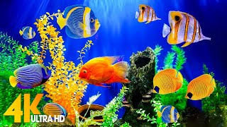 Aquarium 4K VIDEO (ULTRA HD) 🐠 Sea Animals With Relaxing Music - Rare & Colorful Sea Life Video