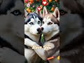 Lovely Husky in love  #husky #cuteanimals