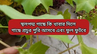 স্থলপদ্ম গাছের পরিচর্যা| কি খাবার দিলে স্থলপদ্ম গাছ থেকে প্রচুর পরিমাণে ফুল পাওয়াযাবে | গাছের খাবার