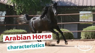 Arabian horse | characteristics, origin \u0026 disciplines