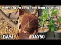 How to Grow a Fig Tree from a Cutting