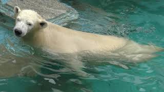 (じゃれあい・直立・ぶるぶる)ホウちゃん・イッちゃん 210915(7) 天王寺動物園 ホッキョクグマの親子 Tennoji zoo, Osaka, Japan　ド迫力なイッちゃんの直立