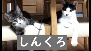 シンクロする動きが可愛い子猫の兄妹　Cute little kitten brother and sister