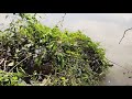 ຕຶກເບັດ ນ້ຳງື່ມ fishing at nguem river saturday ວັນເສົາ ep1