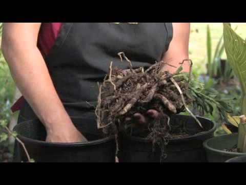 How To Grow Alstroemeria Youtube