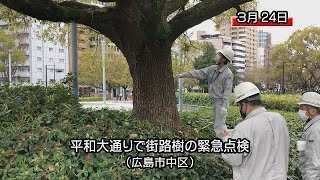 広島市の平和大通りで街路樹の緊急点検