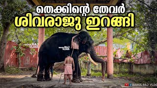 നീരുകാലം കഴിഞ്ഞ് ശിവരാജു ഇറങ്ങി | Thrikkadavoor Sivaraju after Musth